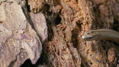 Slow Worm Crawling On The Ground Close-Up She Sticks Out Her Tongue Sniffing In Search Of Food. High quality 4k footage