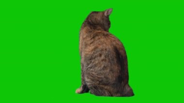 Tabby Cat sits and watches on a green screen isolated in the background. High quality 4k footage