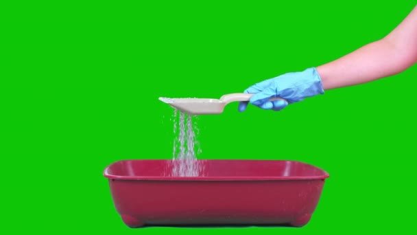 Woman Cleans Cats Toilet Green Screen Concept Cleaning High Quality — ストック動画