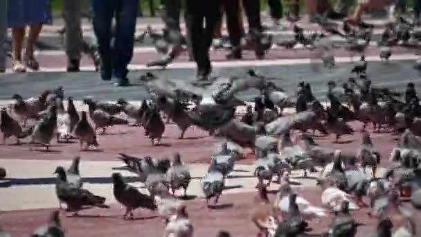 Spain Barcelona May 2022 Bunch Pigeons Walk Square Ignoring People — 图库视频影像