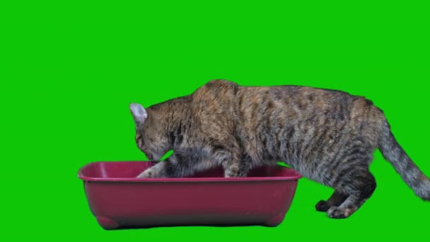 Domestic Cat Sits His Toilet Green Background Isolated High Quality — Video