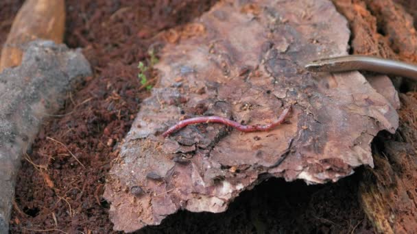 Slow Worm Crawling Ground Close She Sticks Out Her Tongue — Stock Video