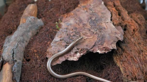 Slow Worm Crawling Ground Close She Sticks Out Her Tongue — Stok video