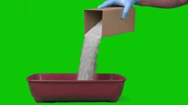 A Man Cleans A Cats Toilet On A Green Screen, A Concept Of Cleaning. High quality 4k footage