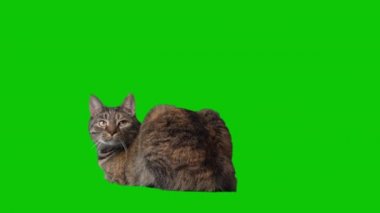 Tabby Cat sits and watches on a green screen isolated in the background. High quality 4k footage