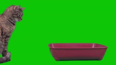A domestic cat sits at his toilet on a green background isolated. High quality 4k footage