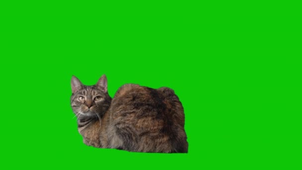 Tabby Cat Sits Watches Green Screen Isolated Background High Quality — Vídeo de stock