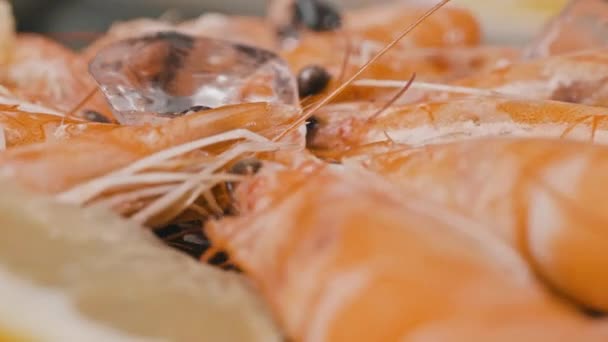 Большие Свежие Вареные Креветки Лежат Ледяных Лимонах Свежесть Заморожены Высококачественные — стоковое видео