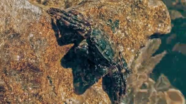 Marmorkrabbe Sitzt Auf Felsen Und Reinigt Sich Mit Ihren Krallen — Stockvideo