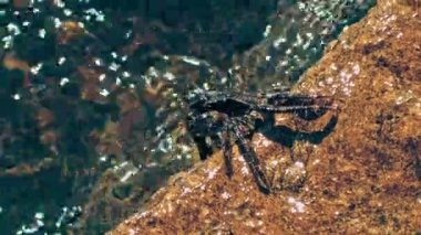 Mermer Yengeç kayalara oturur ve kendini pençeleriyle temizler. Yüksek kalite 4k görüntü