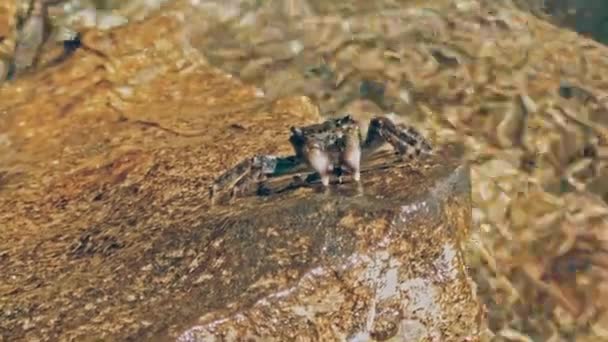 Caranguejo Mármore Senta Rochas Limpa Com Suas Garras Imagens Alta — Vídeo de Stock