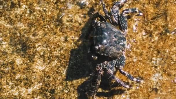 大理石のカニは岩の上に座り 爪で自分自身をきれいにします 高品質4K映像 — ストック動画