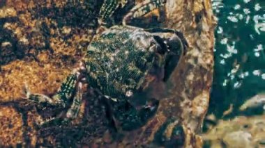Mermer Yengeç kayalara oturur ve kendini pençeleriyle temizler. Yüksek kalite 4k görüntü