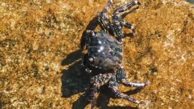 Mermer Yengeç kayalara oturur ve kendini pençeleriyle temizler. Yüksek kalite 4k görüntü