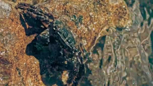 Мармуровий Краб Сидить Скелях Очищається Своїми Кігтями Високоякісні Кадри — стокове відео