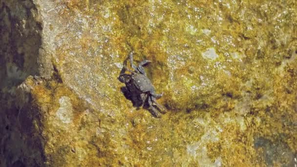 Marmorkrabbe Sitzt Auf Felsen Und Reinigt Sich Mit Ihren Krallen — Stockvideo
