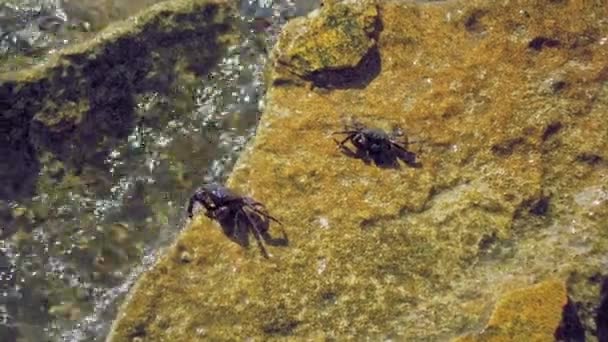 大理石蟹栖息在岩石上 用它的法律清洁自己 高质量的4K镜头 — 图库视频影像