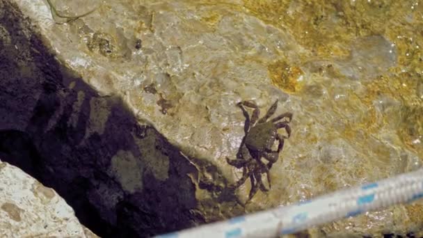Marble Crab Sits Rocks Cleans Itself Its Claws Dalam Bahasa — Stok Video