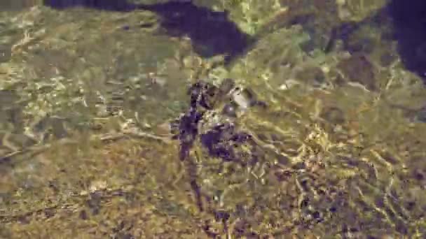 Мармуровий Краб Сидить Скелях Очищається Своїми Кігтями Високоякісні Кадри — стокове відео