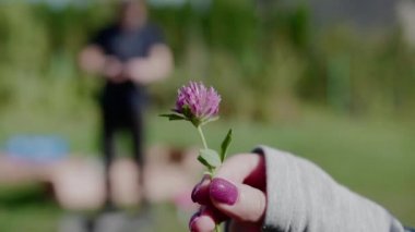 Kırmızı Çayır Yoncusu Kızları Arka plan Çimencilerine Karşı El Çekimi. Yüksek kalite 4k görüntü