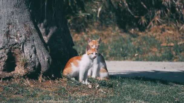 Два Рыжих Котенка Сидят Дерева Оглядываются Высококачественные Кадры — стоковое видео