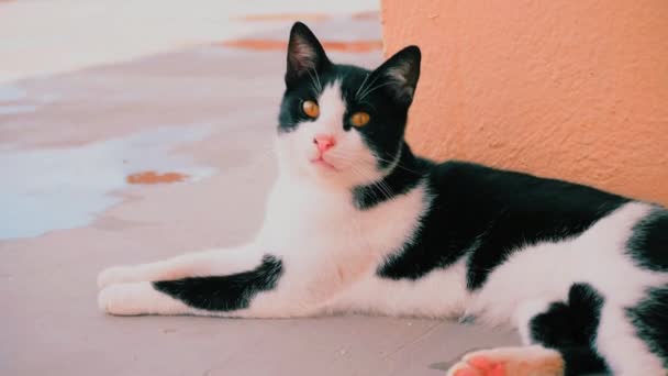 Gato Blanco Negro Levanta Contra Fondo Del Mar Los Paraguas — Vídeos de Stock