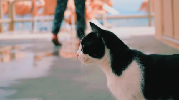 Nero Bianco Gatto Stand Contro Sfondo Mare Ombrelli Spiaggia Filmati — Video Stock