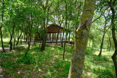 Ormanın içinde yeşil çimlerle kaplı bir orman evi..