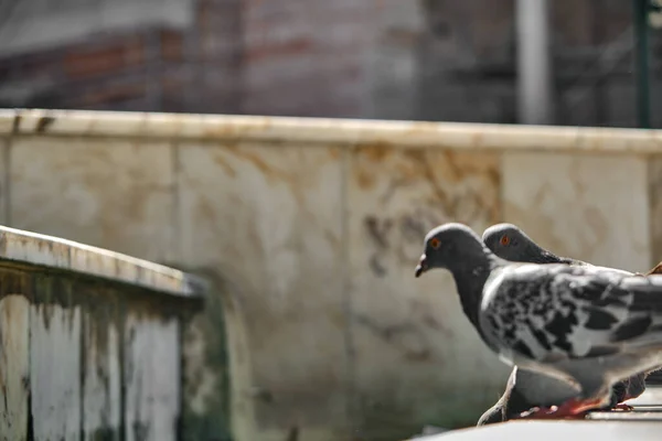 Groepen Duiven Duiven Kleine Vijver Achtergrond Prachtige Ogen Van Vogel — Stockfoto