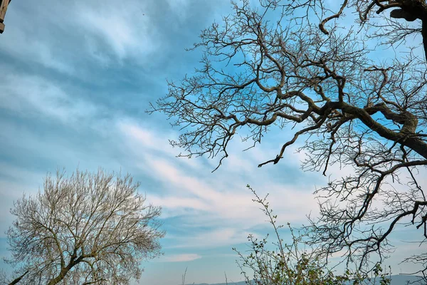 Ξερά Δέντρα Και Μπλε Ουρανός Φόντο Κλαδιά Δέντρων Και Ζημιές — Φωτογραφία Αρχείου