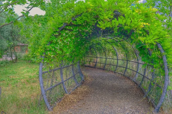 Magnificent Tunnel Walking Way Made Gravel Road Covered Green Plants — Stock Photo, Image