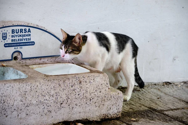 Gato Color Blanco Negro Agua Potable Para Gatos Traducción Bursa —  Fotos de Stock