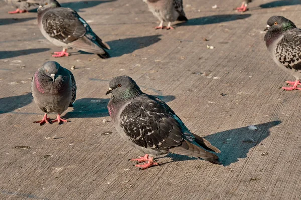 Groepen Duiven Kleurrijke Veren Hun Schaduwen Betonnen Terrein — Stockfoto