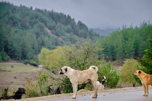 Доги Смотрят Лес Собаки Козы Лесу — стоковое фото