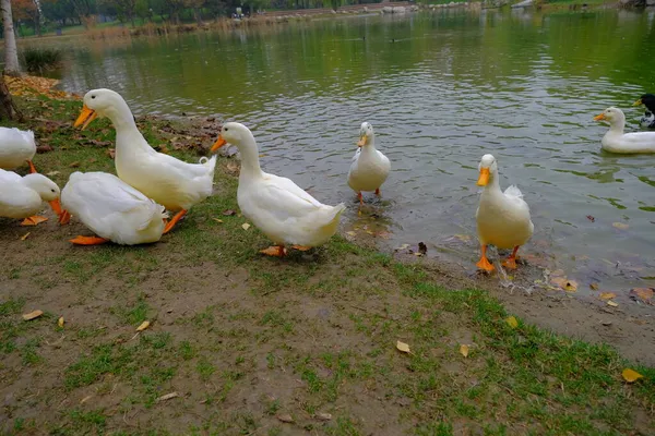 Grupos Patos Patos Blancos Estanque Camino Sucio Caminando — Foto de Stock