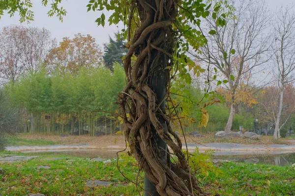 Huge Ivy Covers Tree Very Thick Ivy Autumn Fall Colors — Stock Photo, Image