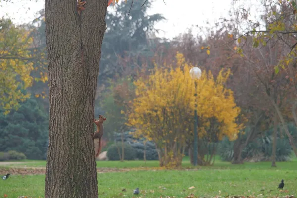 Einzelnes Rotes Eichhörnchen Steht Senkrecht Auf Baum Herbst Und Herbst — Stockfoto