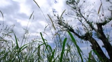 Düşük açılı bitkilerin, bulutların ve kümülüs bulutlarının 4K videosu. Sallanan bitkiler ve dallar,