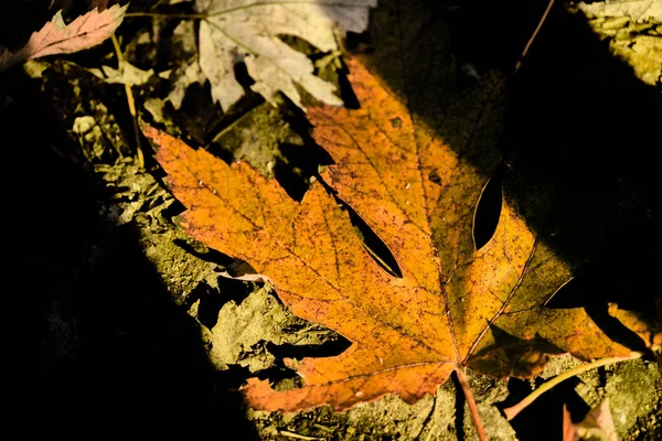 Sinaasappelkleur Gedroogd Blad Dennenblad Zwarte Schaduw Erop — Stockfoto