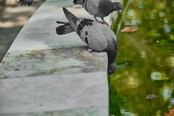 Selective Focus Photo Pigeons Gray Black Color Pigeon Dove Drinking — Stock Photo, Image
