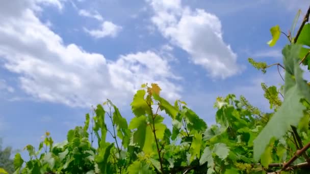 Groene Druivenstok Blad Van Druivenstok Schudden Blauwe Witte Wolken Achtergrond — Stockvideo