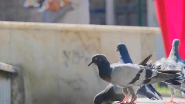ハトの4Kビデオ 鳥は大理石の石から飛んで鳩 鳥に続く子供 街の背景の4Kビデオ — ストック動画