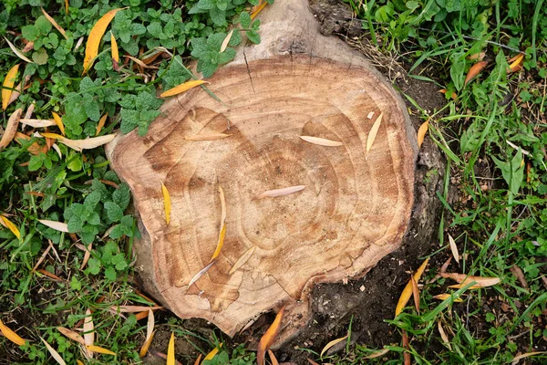 Срубить Деревянное Дерево Тело Дерева Рубят Сушат Листья Нем — стоковое фото