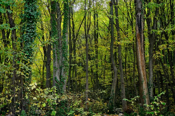 Birçok Ağaç Türü Baharda Orman Tonlarca Yeşil Renk Ağaç Gövdesinde — Stok fotoğraf