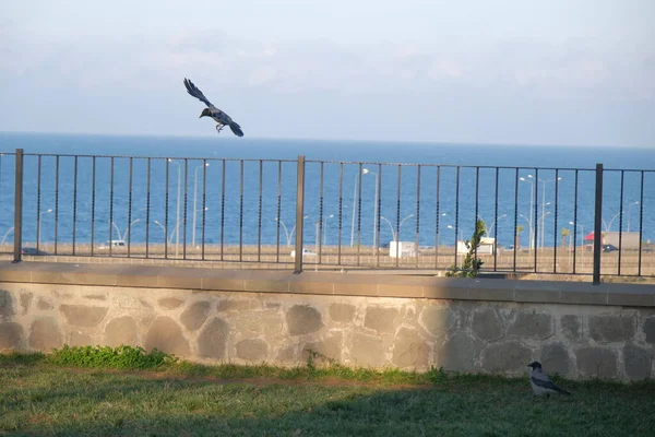 Ένα Μόνο Κοράκι Μαύρο Κοράκι Λίγο Πριν Την Προσγείωση Τοίχο — Φωτογραφία Αρχείου