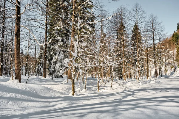 Зима Сушеные Деревья Снег Вершине Горы Снег Ветвях Деревьев Сосны — стоковое фото
