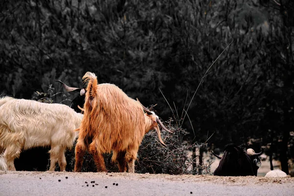 Kecskék Csoportjai Kecskék Fényképe Mögött Aszfaltozott Úton Sötét Háttérrel — Stock Fotó