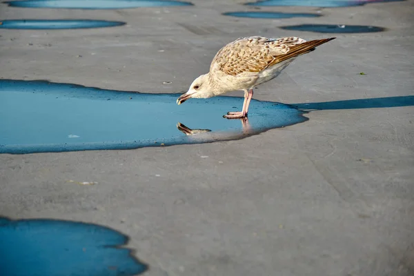 Burung Camar Refleksi Dari Camar Tunggal Kolam Kecil — Stok Foto