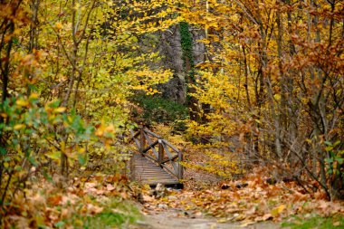 Sonbahar fotoğrafı, yaprakların sonbahar renkleri, yerde kurumuş yaprak ve ahşap köprünün arkasındaki ağaç..
