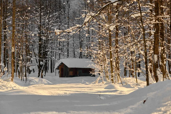 Jeden Vesnický Dům Zimním Období Pokrytý Sněhem Sluneční Svit Sušených — Stock fotografie